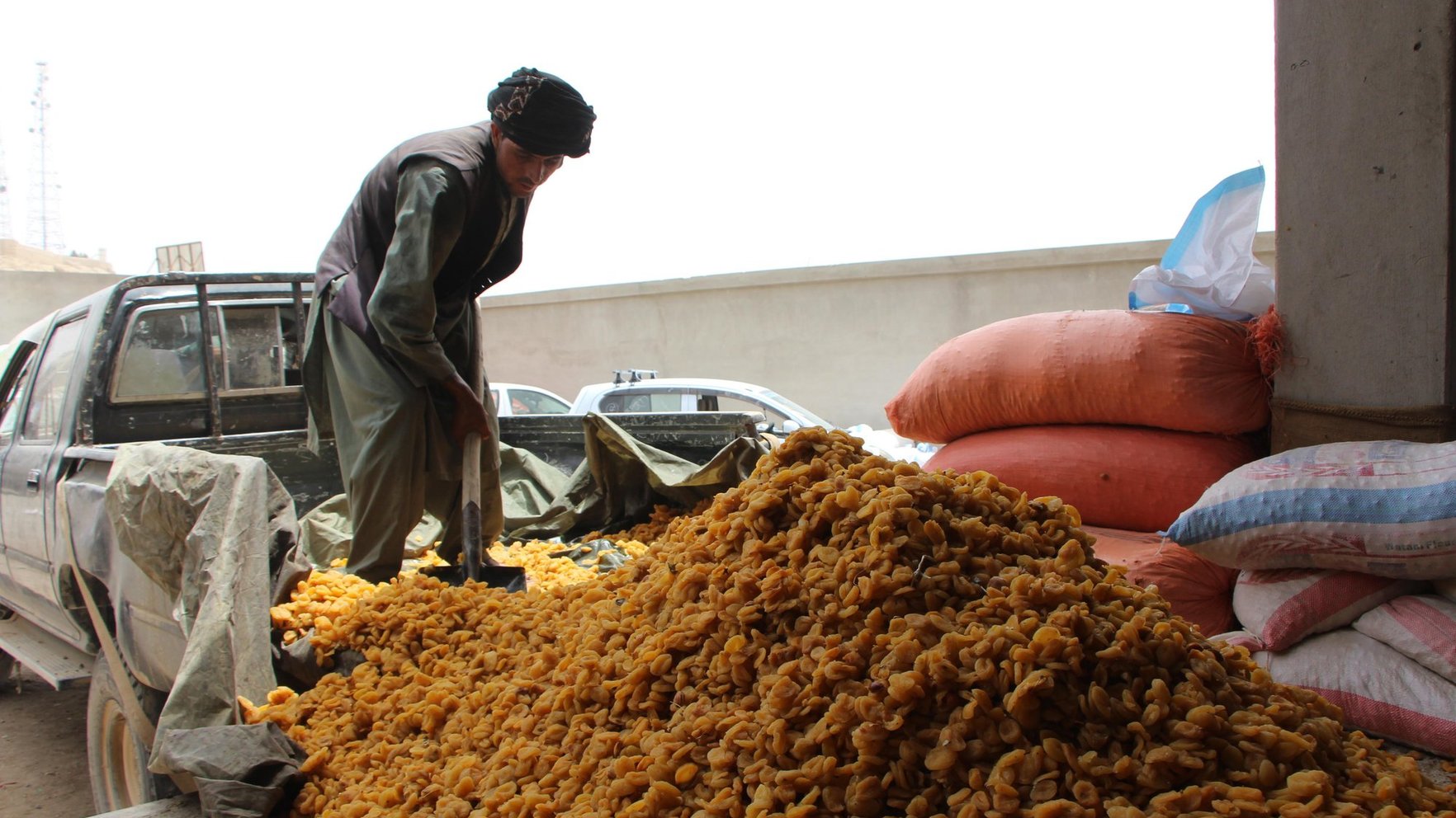 Afganistānas izcelsmes aprikožu kodolos PVD konstatē cianīdu