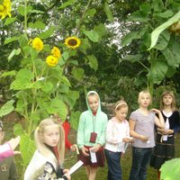 Gulbenes skolas pagalmā zied 67 saulespuķes