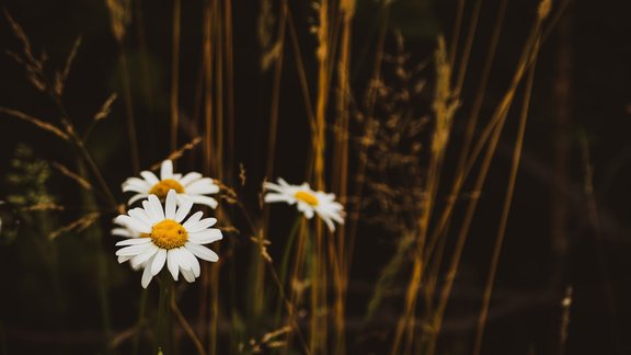 pļava, dabiskā pļava, augi, augu dažādība, margrietiņa