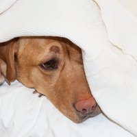 Kāpēc suns cenšas kaulu aprakt saimnieka gultā