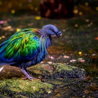 Viens no skaistākajiem putniņiem pasaulē – krāsainais un retais Nikobaras balodis