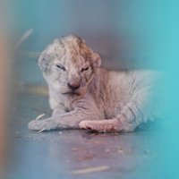 No pamesta Sīrijas zoodārza izglābtā lauvene Jordānijā dzemdējusi ņipru mazuli