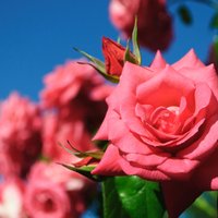 Līdz šim neiepazīti fakti par mīlestības simbolu un kulta ziedu rozi