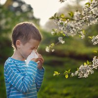 Alerģija pret ziedputekšņiem: kā atpazīt un mazināt izpausmes