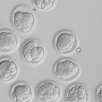 Китайцы впервые вырастили эмбрионов в космосе