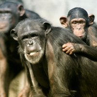 Zinātniece iztulkojusi šimpanžu žestu valodu