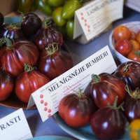 Latvijas Nacionālajā dabas muzejā atcelta tradicionālā tomātu izstāde