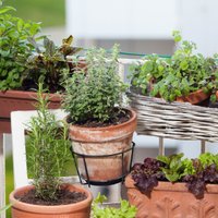 10 лучших растений для маленького дворика