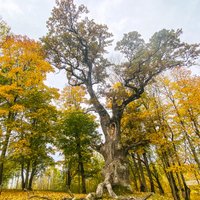 ФОТО. Могучий сейский дуб – один из самых больших и самых старых дубов в Латвии