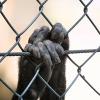 Рижский зоопарк ищет нового главу: ради этой должности депутат Сейма может сложить мандат