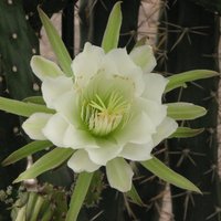 Zied tikai vienu nakti – Nacionālajā botāniskajā dārzā uzplaukuši eriocereji