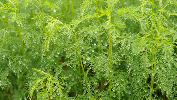 Artemisia Abrotanum dievkociņš