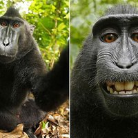 Звезда интернета: обезьяна украла камеру и устроила себе фотосессию
