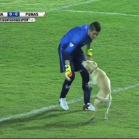 Video: Lustīgs šunelis iztraucē futbola spēli Dienvidamerikā