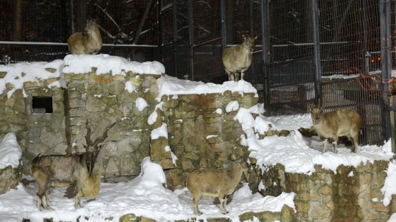 Ziemas naktis Rīgas zoodārzā - 7