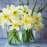 Pavasaris vāzē: floristes ieteikumi, kā ilgāk saglabāt grieztās narcises