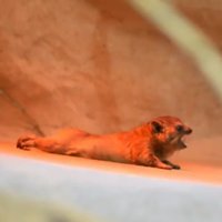 Video: Pretstats pieaugušajiem sugasbrāļiem – kā Rīgas zoodārzā iejuties nesen dzimušais klinšu damanēns