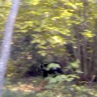 Vilku lenkšanas laikā Salas pagastā no meža iznācis lācis