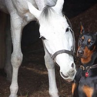 Foto: Aizkustinošā savienība – četrkājainais zirgu vārdotājs un viņa draugs