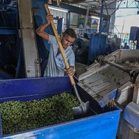 Foto: Kā Palestīnā novāc un pārstrādā olīvas