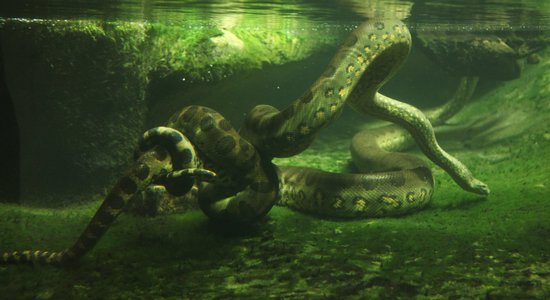 Amazonē negaidīti atklāj jaunu pasaulē smagākās čūskas radinieci
