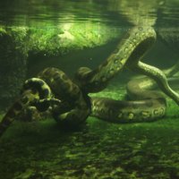 Amazonē negaidīti atklāj jaunu pasaulē smagākās čūskas radinieci
