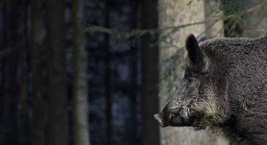 Rīga 'piesaka karu' mežacūkām: spriež par medībām un lamatām