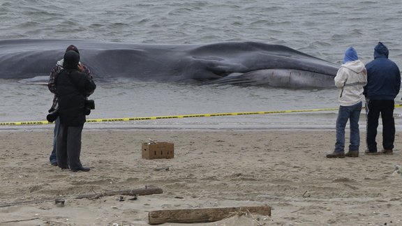 finback whale