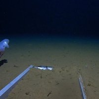 Unikāls novērojums: Dambo astoņkāji dzīvo dziļāk, nekā mums iepriekš šķita