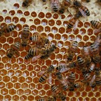 Aiviekstes pagastā no dravas nozog bišu stropu