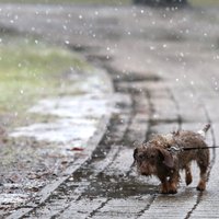 Sestdien daudzviet Latvijā gaidāms lietus; vietām slapjš sniegs