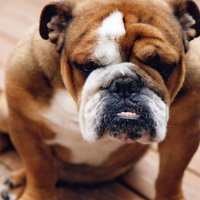 Не делайте так: 9 привычек, которые бесят вашу собаку
