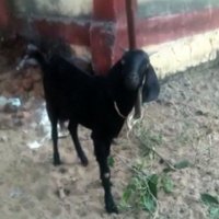 Video: Par mielošanos svešā dārziņā Indijā arestē kazu Babli