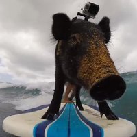 Video: Cūciņa sērfo un izklaidējas Havaju salās