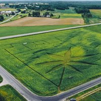 Foto: Igaunijā tapis labirints kaņepju laukā 