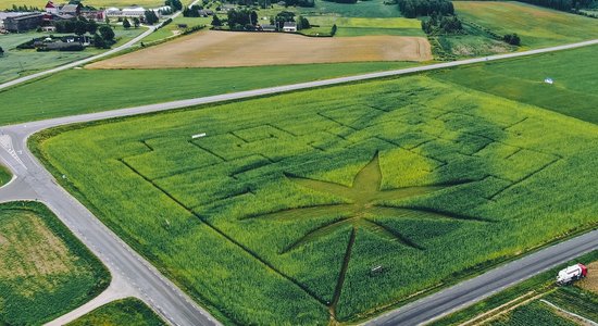 Foto: Igaunijā tapis labirints kaņepju laukā 