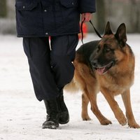 Таможенные собаки в прошлом году нашли 119 772 евро