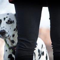 Читатель: Собаководы, будьте осторожны - вашего пса могут покалечить во время прогулки