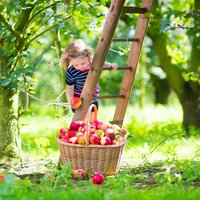 Kas veselīgs ābolos jeb Apēd vienu 'jēpīti' dienā un neslimosi