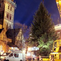 ФОТО: Как на Домской площади устанавливали рождественскую елку
