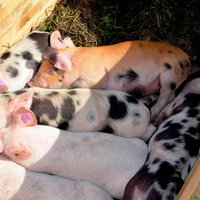 В Алойском крае домашние свиньи заболели чумой