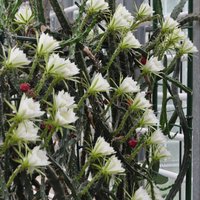 Zied tikai vienu nakti – Nacionālajā botāniskajā dārzā 41 ziedu raisījis eriocerejs