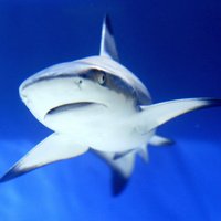 Kas haizivīm garšo labāk – vīrieši vai sievietes?