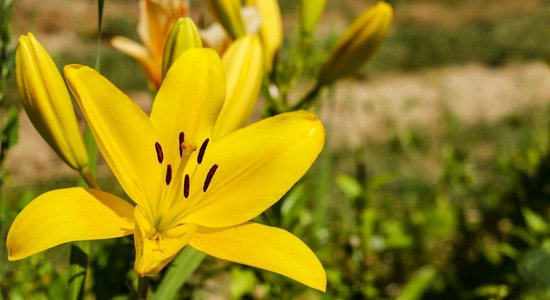 Pavasarī stādītās lilijas ziedēs vēlāk