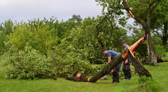 ФОТО. Буря уничтожила исторические абрикосовые деревья в Институте садоводства