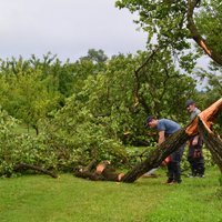 Vētra izpostījusi Dārzkopības institūta vēsturiskās aprikozes