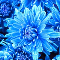 Kā puķkopji iegūst zilas krizantēmas?