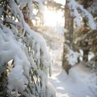 Sniega segas biezums Latvijas austrumos sasniedzis septiņus centimetrus