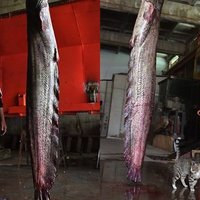 ФОТО: В Даугаве пойман гигантский сом весом под 70 кг