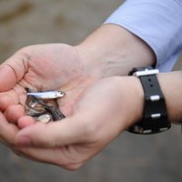 Daugavā izlaiž vairāk nekā 700 000 zivju mazuļu